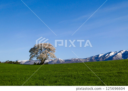 Koiwai Farm and a single cherry tree in Iwate Prefecture, a famous spot shining in the morning sun Koiwai Farm and a single cherry tree in Iwate Prefecture, a famous spot shining in the morning sun 125696604