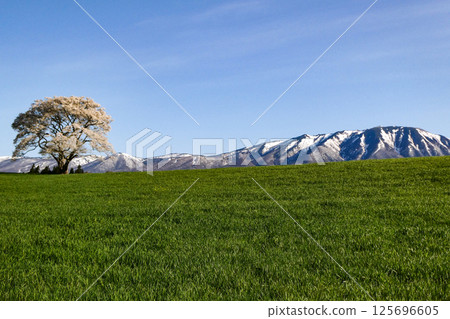 Koiwai Farm and a single cherry tree in Iwate Prefecture, a famous spot shining in the morning sun 125696605