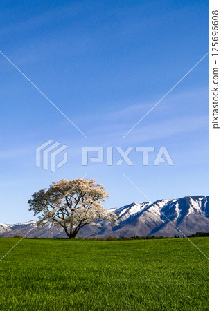 Koiwai Farm and a single cherry tree in Iwate Prefecture, a famous spot shining in the morning sun Koiwai Farm and a single cherry tree in Iwate Prefecture, a famous spot shining in the morning sun 125696608