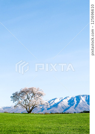 The famous Koiwai Farm and a single cherry tree in Iwate Prefecture, shining in the pastel-toned morning sun 125696610