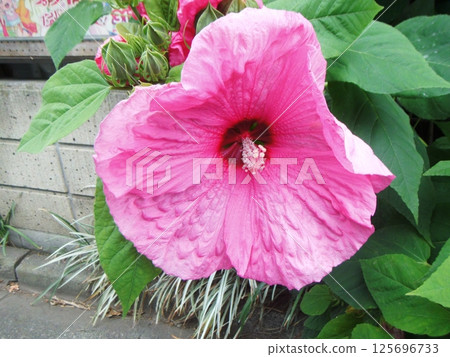big flower of american hibiscus big flower of american hibiscus 125696733