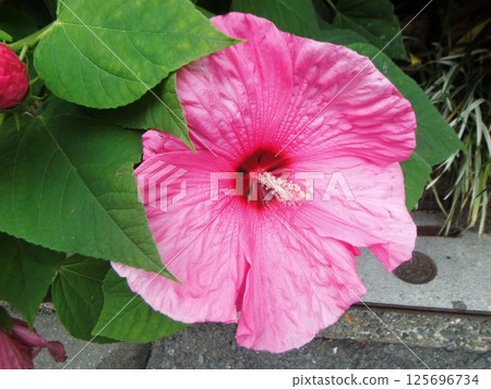 big flower of american hibiscus 125696734