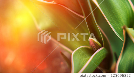 A close-up photo of small green tulip bud with red tip on a background of green leaves. Spring background A close-up photo of small green tulip bud with red tip on a background of green leaves. Spring background 125696832