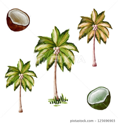 Colorful illustrations of coconut trees and coconuts in a tropical setting 125696903