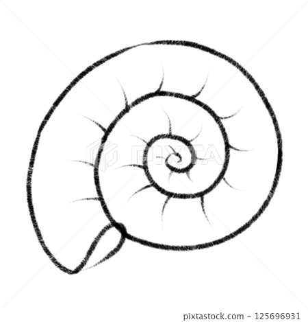 Artistic representation of a spiral shell with intricate lines and details Artistic representation of a spiral shell with intricate lines and details 125696931