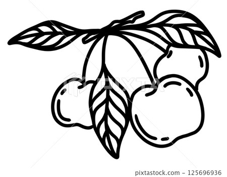 Fresh cherry branch with leaves showcasing ripe cherries in vibrant detail Fresh cherry branch with leaves showcasing ripe cherries in vibrant detail 125696936