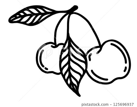 Cherry branch with ripe fruit and green leaves ideal for illustrations or design projects Cherry branch with ripe fruit and green leaves ideal for illustrations or design projects 125696937