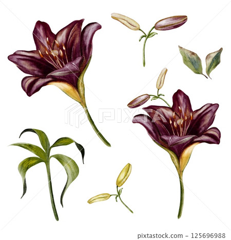 Beautiful watercolor lilies set isolated on a white background showcasing vibrant floral details Beautiful watercolor lilies set isolated on a white background showcasing vibrant floral details 125696988