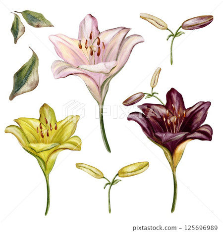 Watercolor illustration of assorted lilies with buds and leaves on a white background Watercolor illustration of assorted lilies with buds and leaves on a white background 125696989