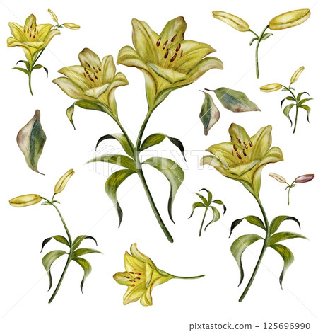 Watercolor set of isolated lilies with delicate petals on a white background 125696990