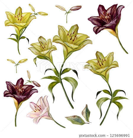Beautiful watercolor set of lilies on a white background showcasing various colors and shapes Beautiful watercolor set of lilies on a white background showcasing various colors and shapes 125696991