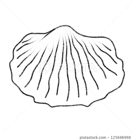 Sketch of a scallop shell with detailed ridges and curves Sketch of a scallop shell with detailed ridges and curves 125696998