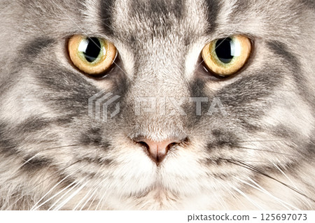 Close-up portrait of a yellow-eyed cat 125697073