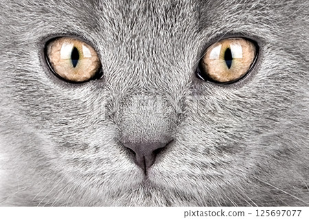 Close-up portrait of a yellow-eyed cat Close-up portrait of a yellow-eyed cat 125697077