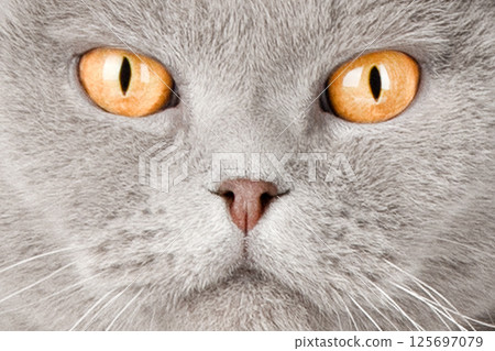 Close-up portrait of a yellow-eyed cat 125697079