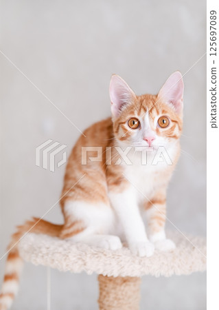 Cute red and white kitten on a light background Cute red and white kitten on a light background 125697089