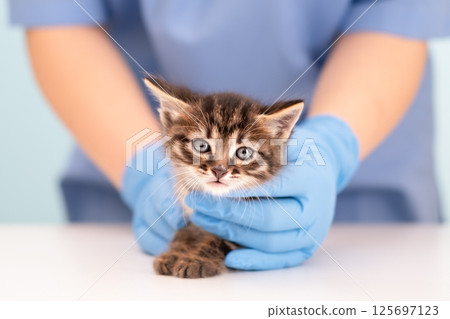 Veterinarian's hands in blue gloves holding kitten Veterinarian's hands in blue gloves holding kitten 125697123
