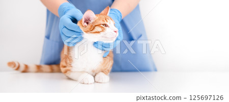 Veterinarian's hands in blue gloves holding cat Veterinarian's hands in blue gloves holding cat 125697126