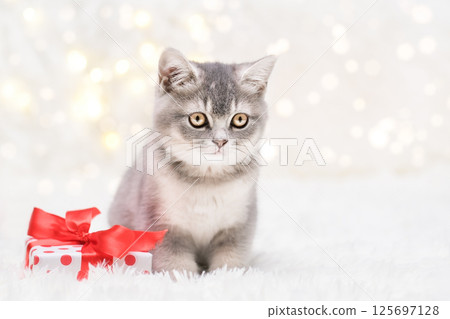 Cute kitten sitting next to gift Cute kitten sitting next to gift 125697128