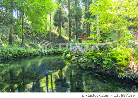 白川泉：清澈的泉水 125697189