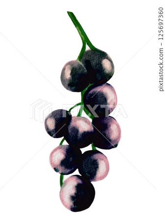 Blackcurrant watercolor pattern design for textile and wrapping paper 125697360