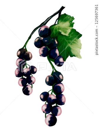Beautiful blackcurrant watercolor design for textiles and packaging Beautiful blackcurrant watercolor design for textiles and packaging 125697361