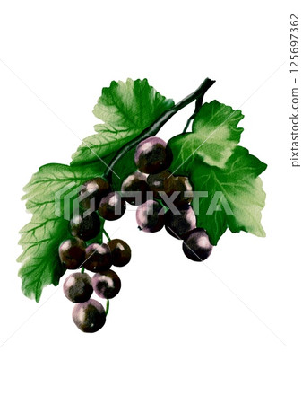 Blackcurrant watercolor pattern for textile and packaging design Blackcurrant watercolor pattern for textile and packaging design 125697362