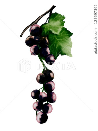 Blackcurrant watercolor design for seamless textile and wallpaper patterns Blackcurrant watercolor design for seamless textile and wallpaper patterns 125697363