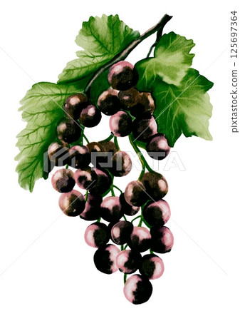 Blackcurrant watercolor design for seamless textile and wrapping paper patterns Blackcurrant watercolor design for seamless textile and wrapping paper patterns 125697364