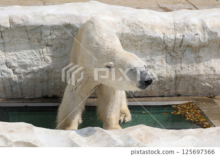 坐著北極熊 125697366