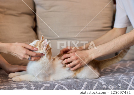 Enjoying some relaxing moments with cat massage therapy can bring great joy and comfort 125697481