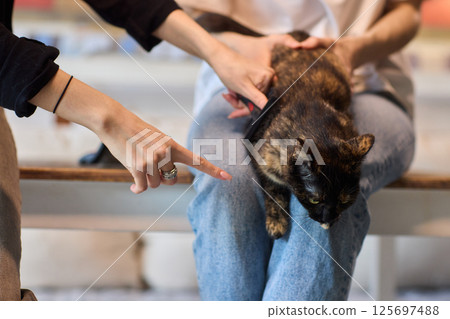 Grooming a Cat with Tender Care is an essential activity to promote their wellbeing and happiness Grooming a Cat with Tender Care is an essential activity to promote their wellbeing and happiness 125697488