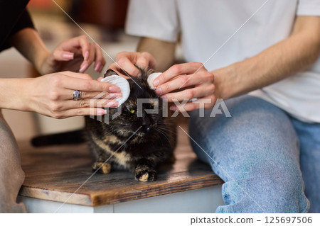 Grooming a Cat with Tender Care is an essential activity to promote their wellbeing and happiness Grooming a Cat with Tender Care is an essential activity to promote their wellbeing and happiness 125697506