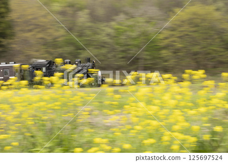 A steam locomotive running among rape blossoms 125697524