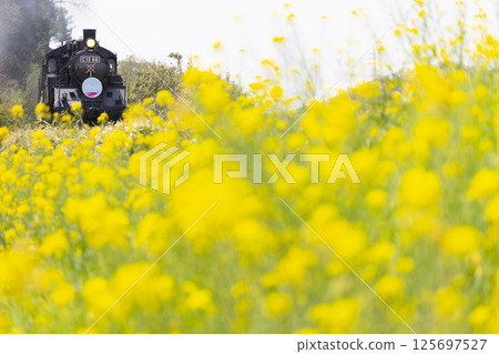 A steam locomotive running among the rape blossoms 125697527