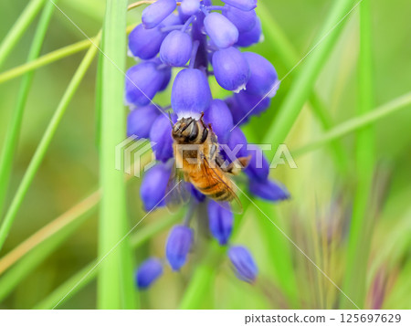 蜜蜂×穆斯卡里 蜜蜂×穆斯卡里 125697629