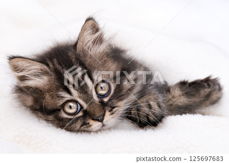 Cute little brown kitten on a light background Cute little brown kitten on a light background 125697683