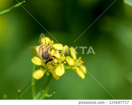 蜜蜂×油菜花 125697717
