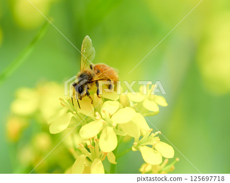 Honeybee x Rape blossom Honeybee x Rape blossom 125697718