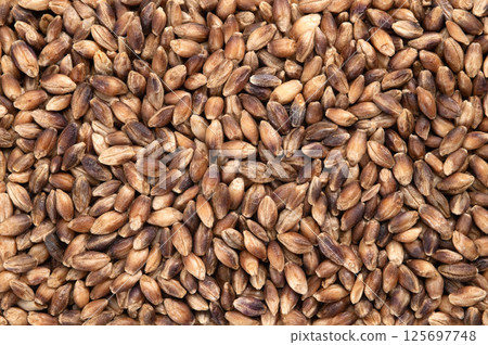A bed of naked barley 125697748