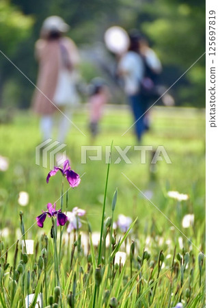 Landscape with irises 125697819