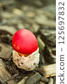 Egg mushroom 125697832