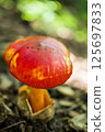 Mountain mushrooms 125697833