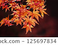 Night autumn leaves 125697834