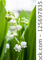 lily of the valley 125697835