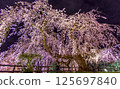 Old weeping cherry tree 125697840