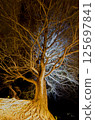 Shocking Ginkgo 125697841