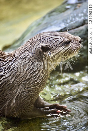 Otter swimming Otter swimming 125698116