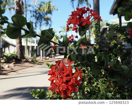 Red sunflowers blooming at Discovery Parks in Rockhampton, Australia 125698323