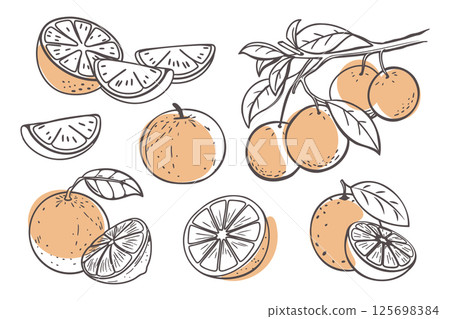 Orange fruit outline set. Collection of orange sketches with yellow spots. Hand drawn illustration. Doodle sketch icons. Orange fruit outline set. Collection of orange sketches with yellow spots. Hand drawn illustration. Doodle sketch icons. 125698384